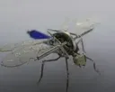 fruitflies