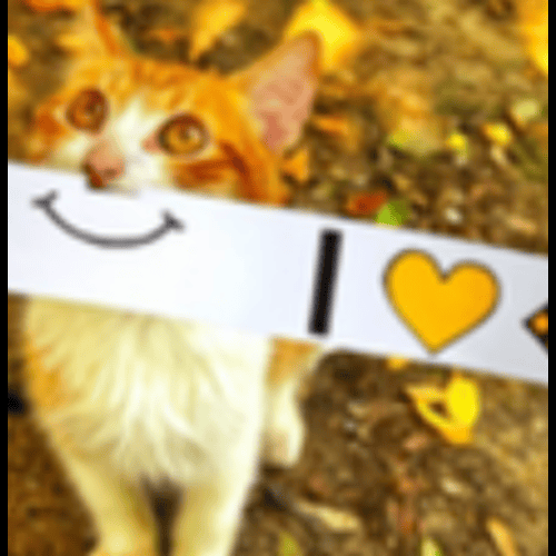 BinanceCat