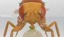 永生果蝇