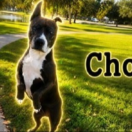ChooChoo